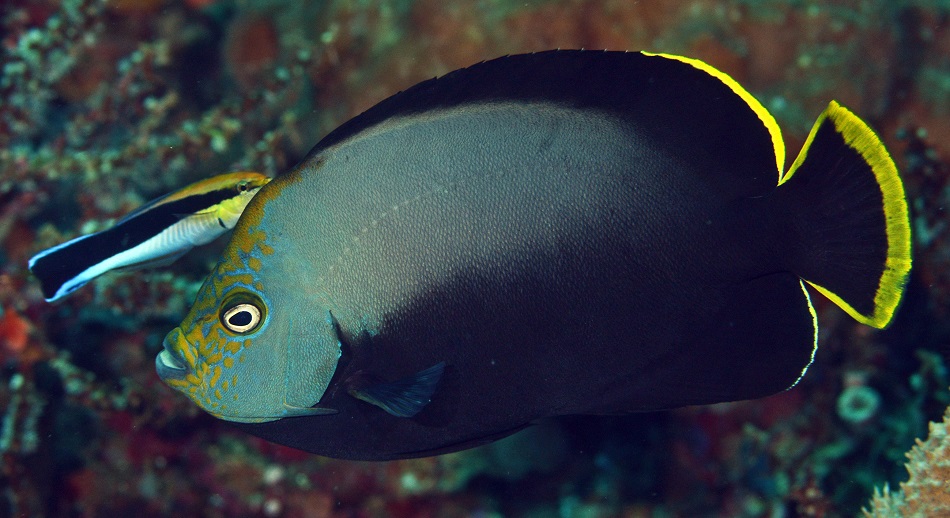 17 chaetodontoplus melanosoma 20180706 7762
