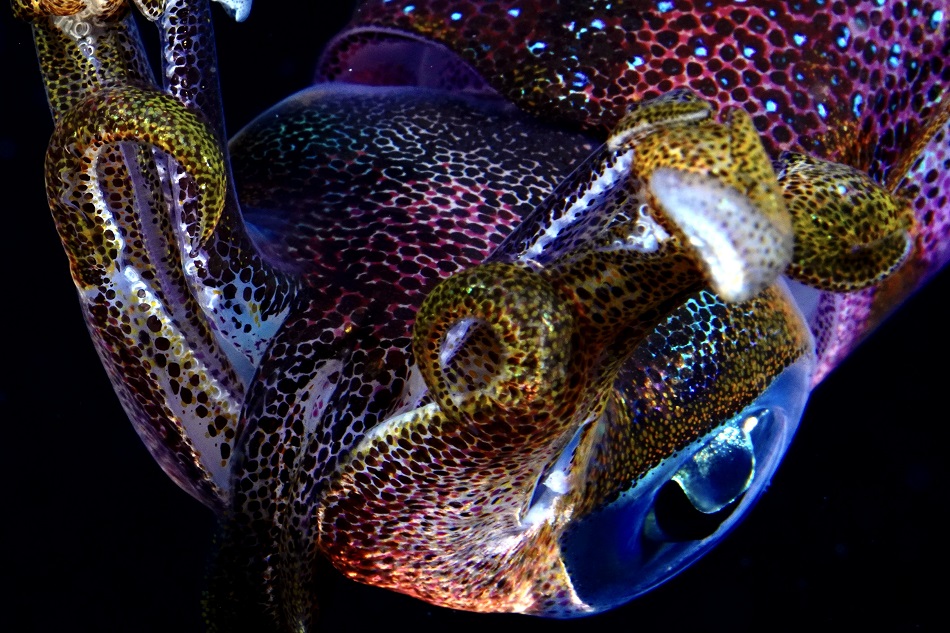 18°bonus Tintenfisch Blackwater©Leslie Bissey