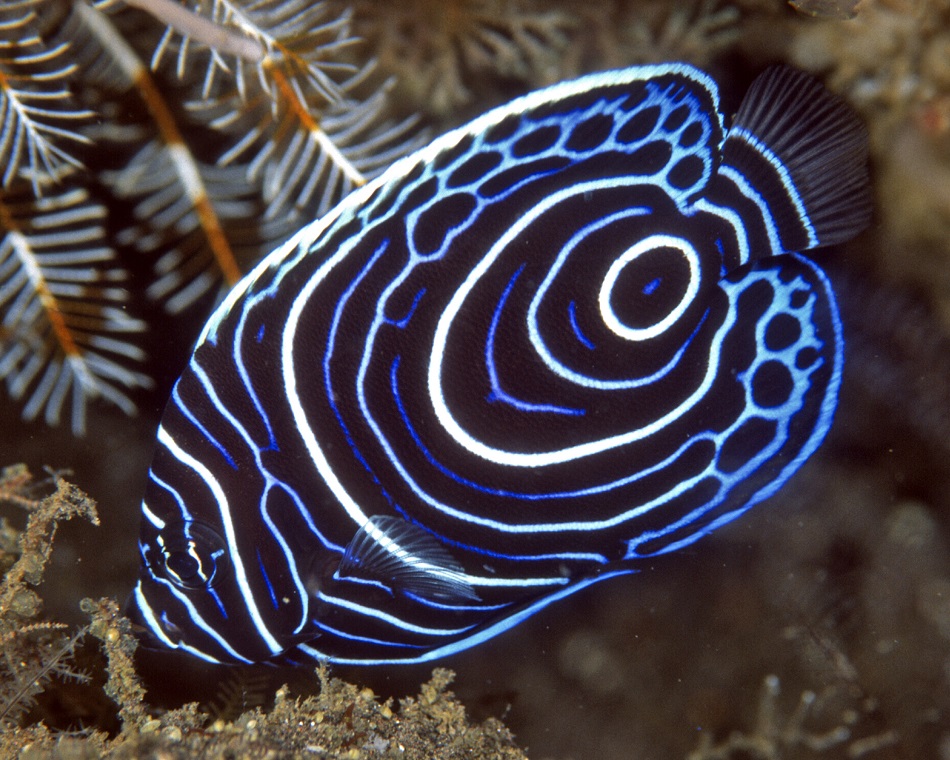 21 pomacanthus imperator bli01 465
