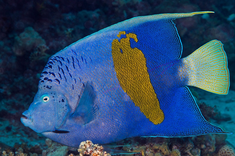 Pomacanthus maculosus