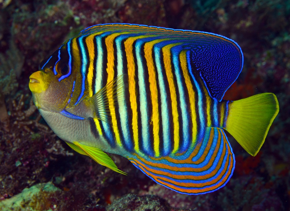 36 pygoplites diacanthus rajaampat 20161216 1857