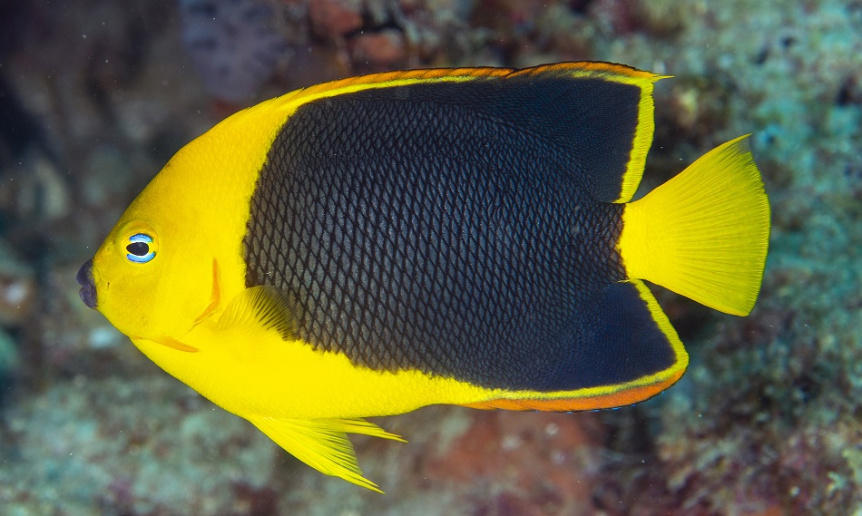 44 car holacanthus tricolor fla 20220205 8561
