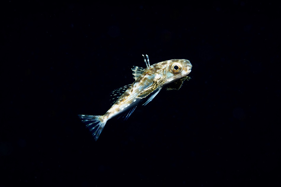 4°Postlarve dactylopterus volitans Blackwater©Leslie Bissey