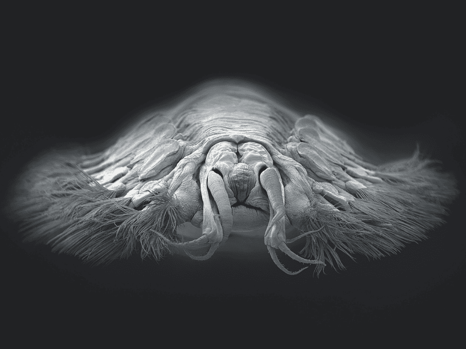 DNA (1)