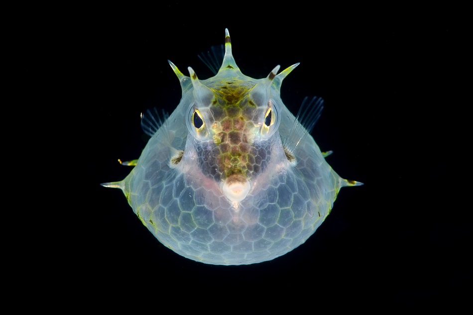 Kuhfisch
