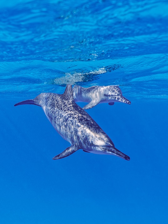 Langschnabeldelfin, Stenella longirostris
