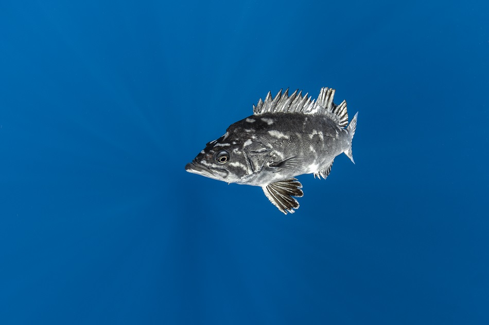 Expedition Pelagos pelagische Fauna Atlantik-Zahnfisch dsc 3661