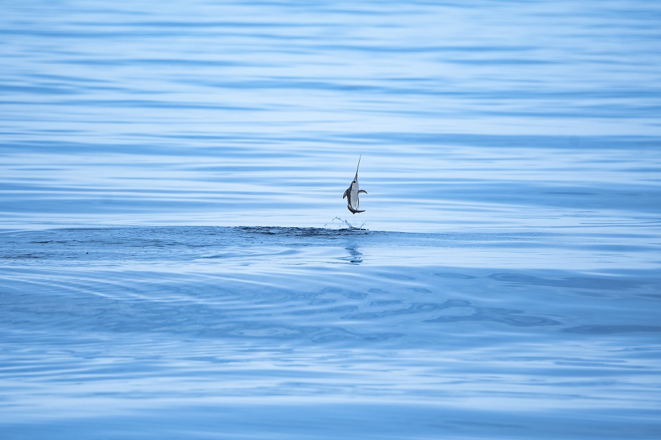 Expedition Pelagos pelagische Fauna Schwertfisch dsc 6687