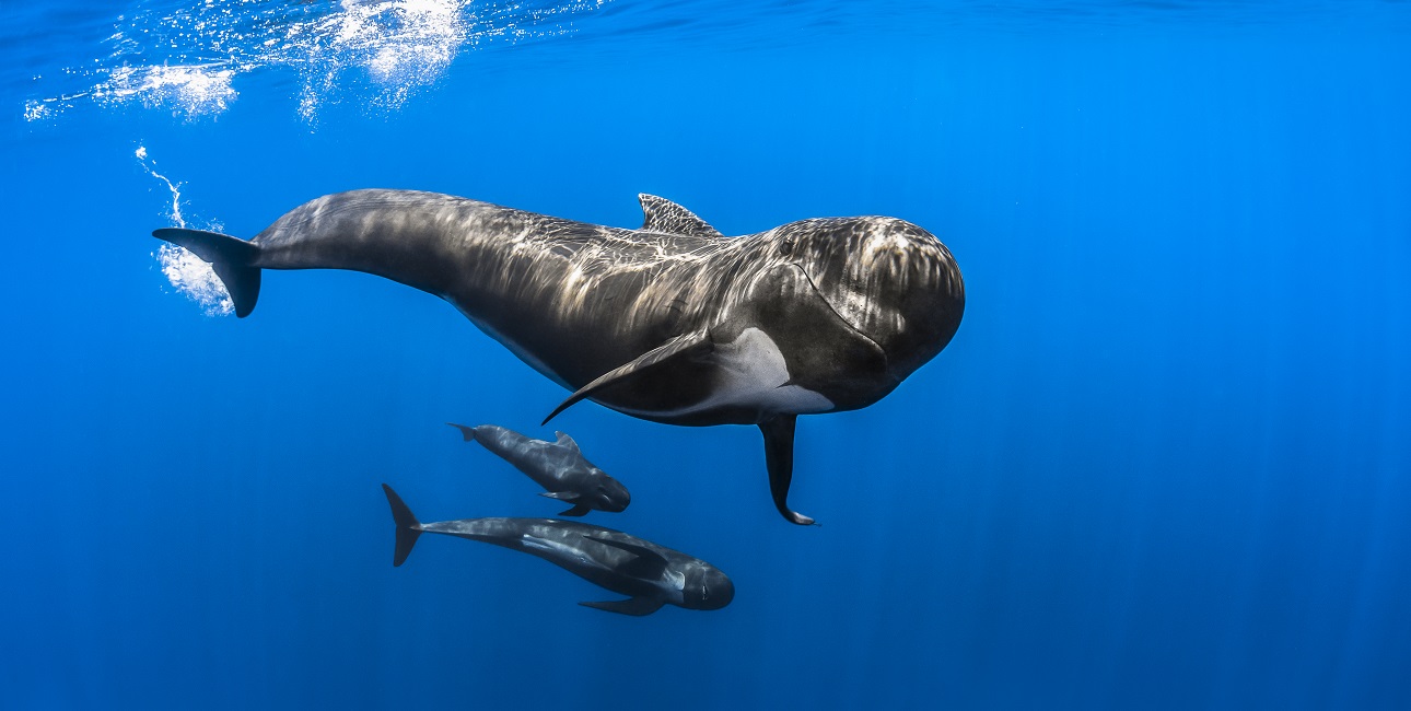Expedition pelagos faune pelagique mammifère globicéphales noirs dsc
