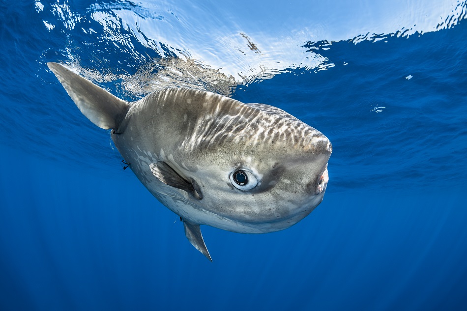 Expedition Pelagos pelagische Fauna Mondfisch dsc 6441