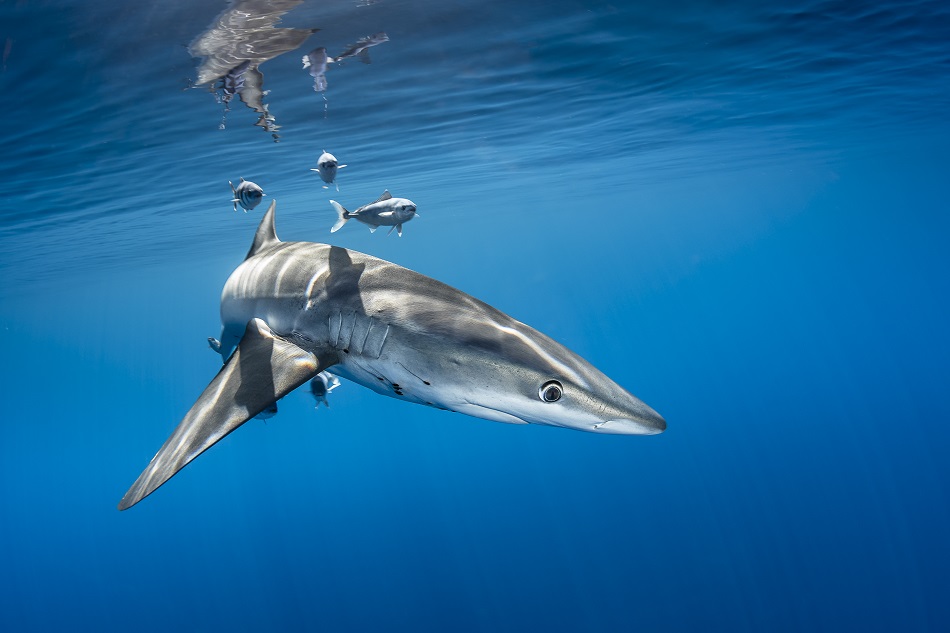 Expedition Pelagos pelagische Fauna Blauer Hai dsc 8810