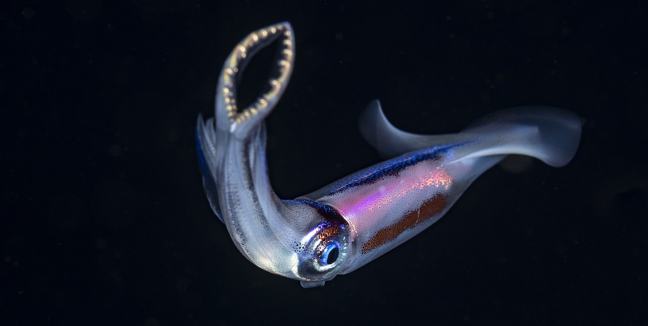 Expedition pelagos plancton migration verticale céphalopode calmar ds