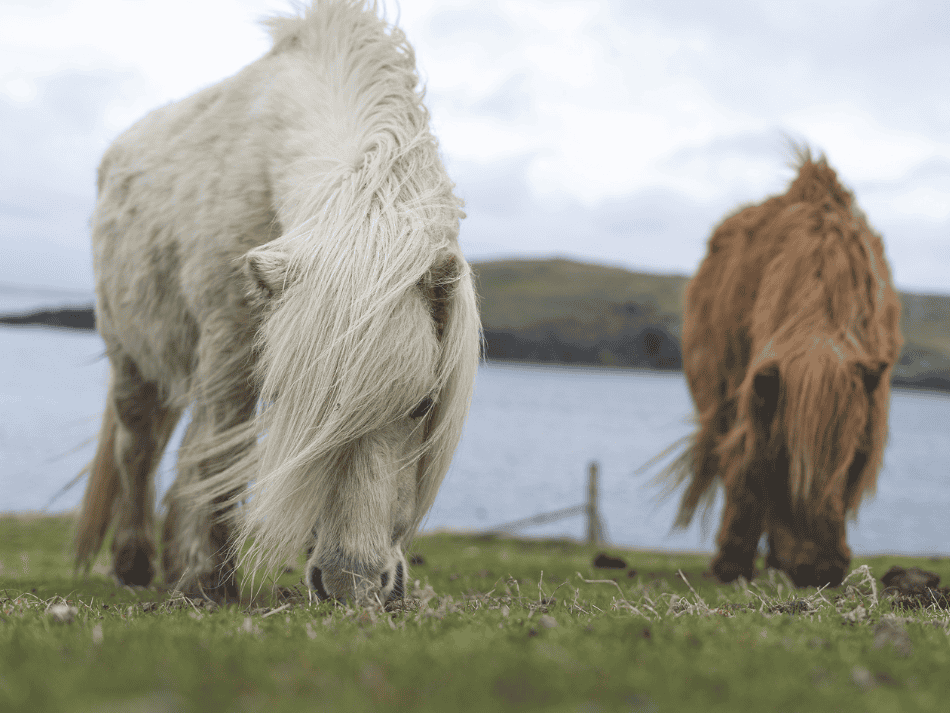 Schottland (11)
