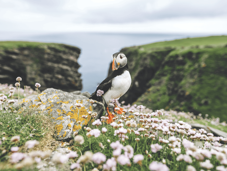 Schottland (4)