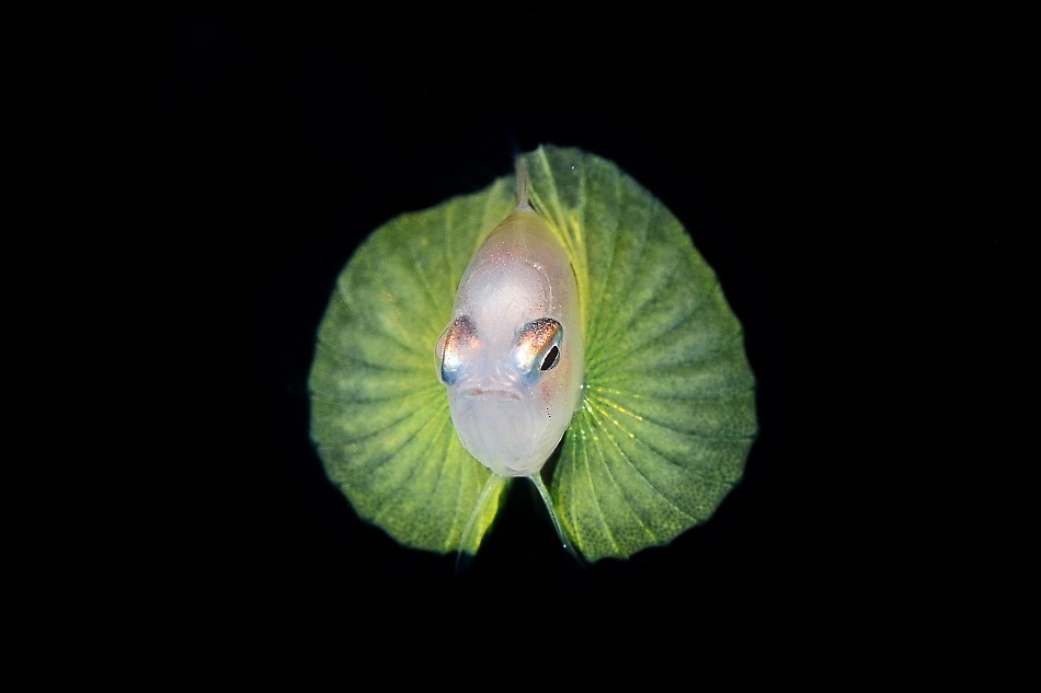 Skorpionfisch-Larve