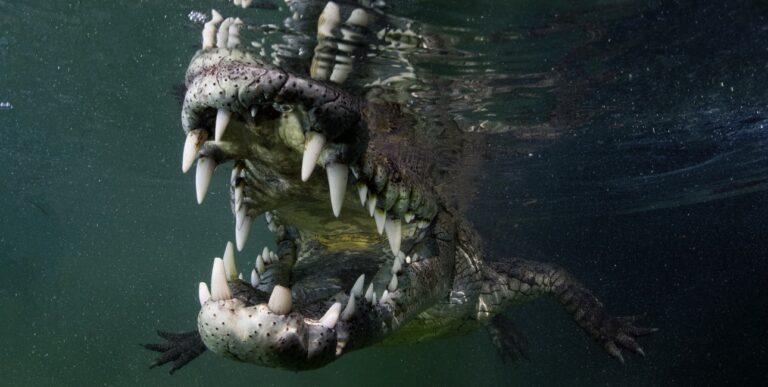 Nicolas barraque cuba jardin de la reine decembre 2021 crocodile de