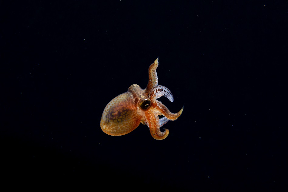 Octopus vulgaris 20mm Februar ©rd