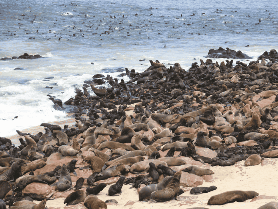 Seelöwe (10)