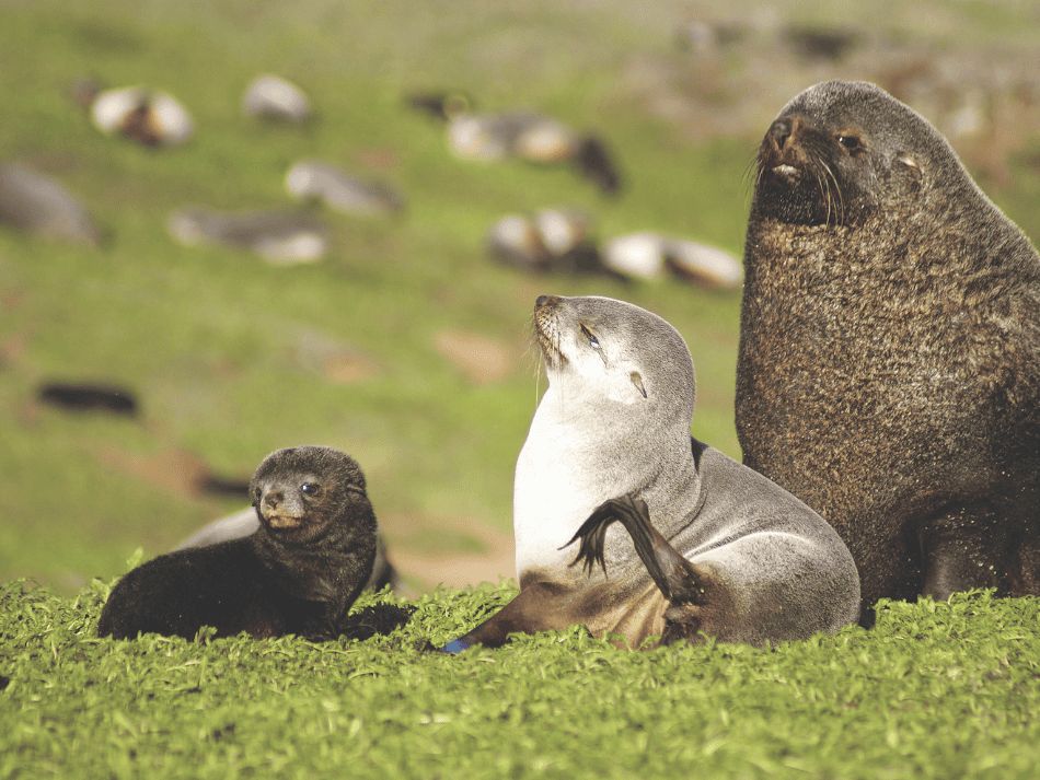 Seelöwe (11)