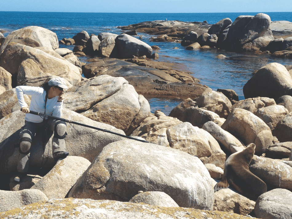 Seelöwe (14)