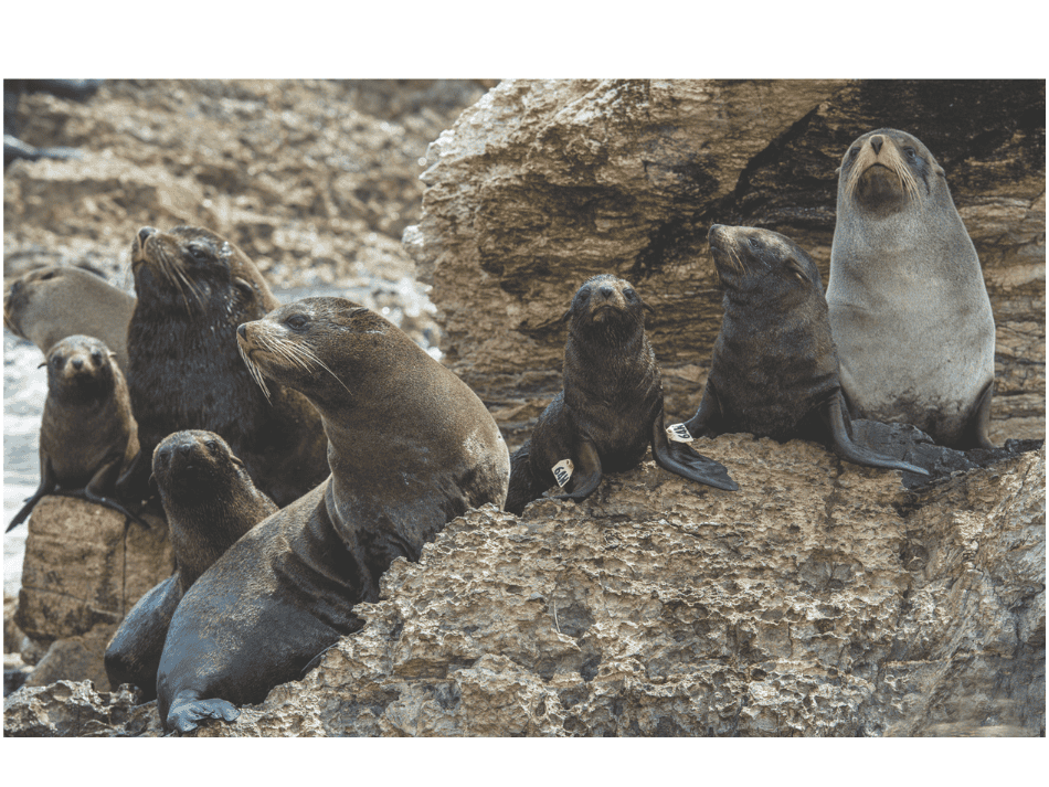 Seelöwe (15)