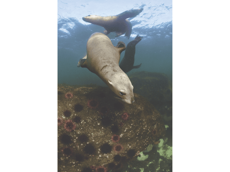 Seelöwe (22)