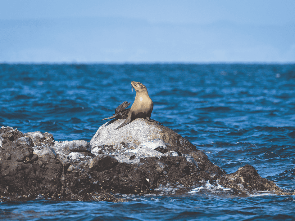 Seelöwe (3)