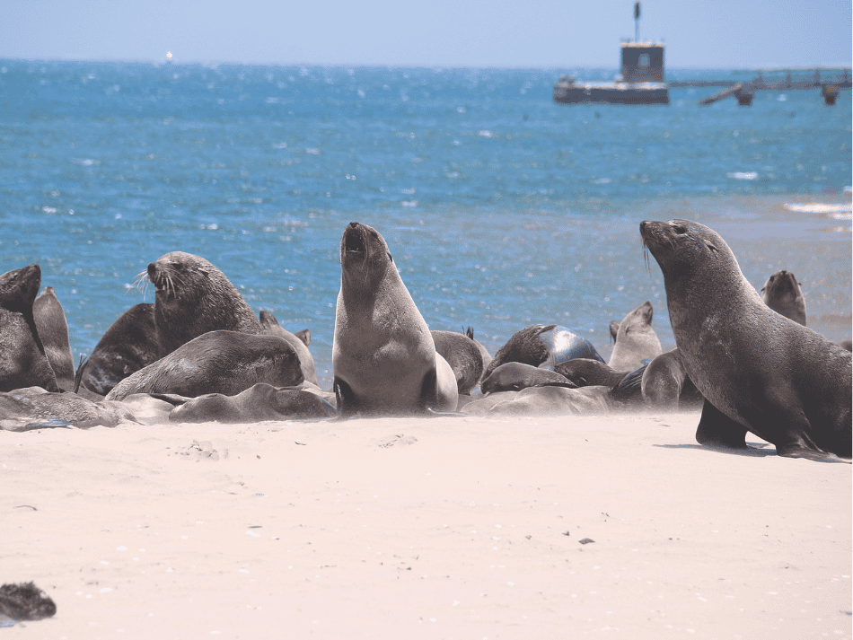 Seelöwe (5)