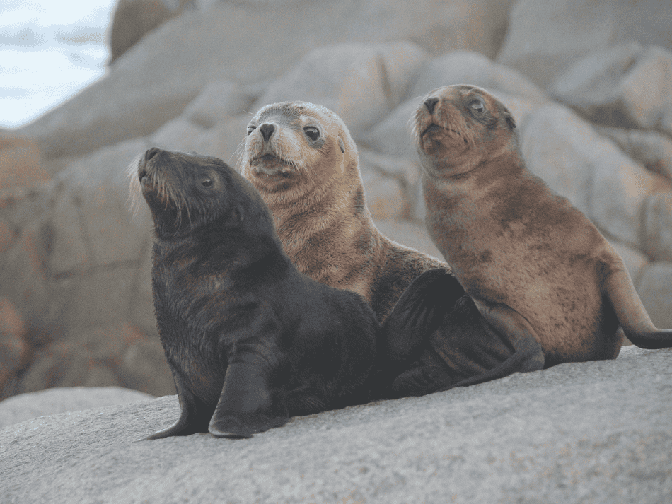 Seelöwe (8)