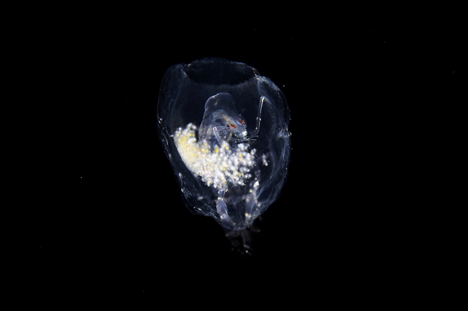 Phronima sedentaria 20mm Martinique Februar 2023 ©rd (2)
