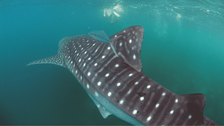 Whale shark couverture