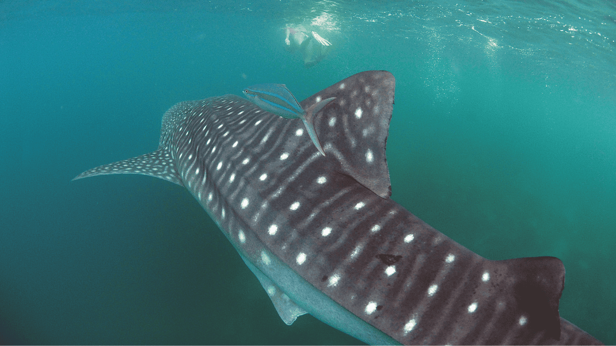 Whale shark couverture