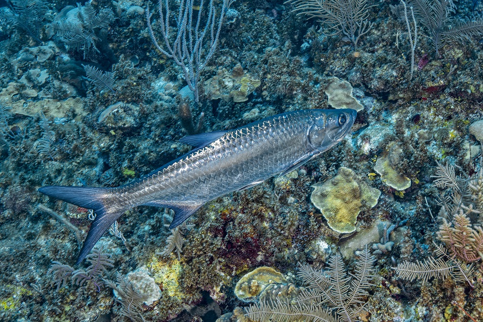 Tarpun, megalops atlanticus