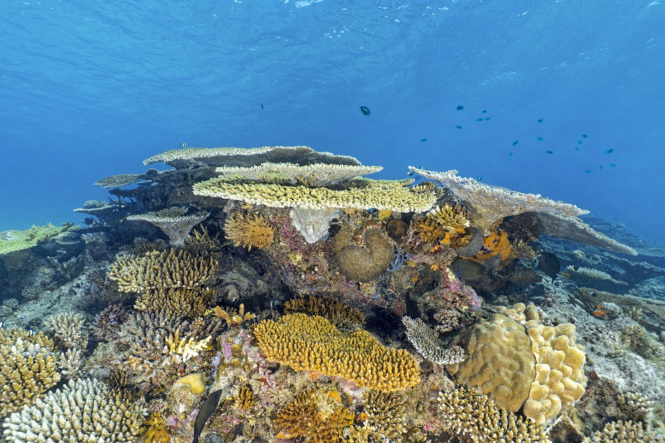 Korallenstimmung, Mayotte