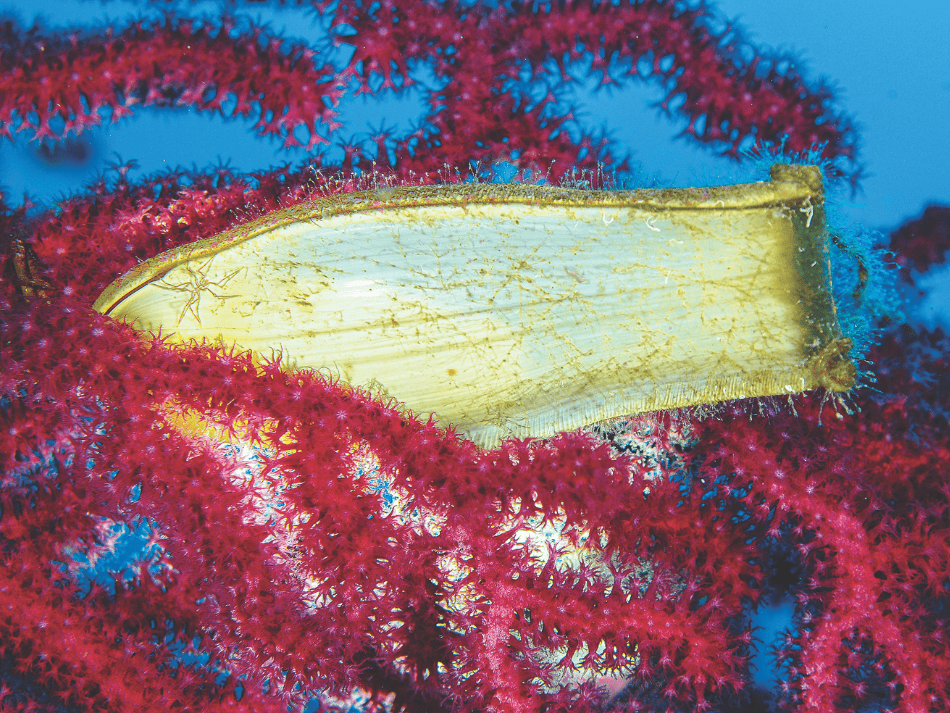 Bio (2)