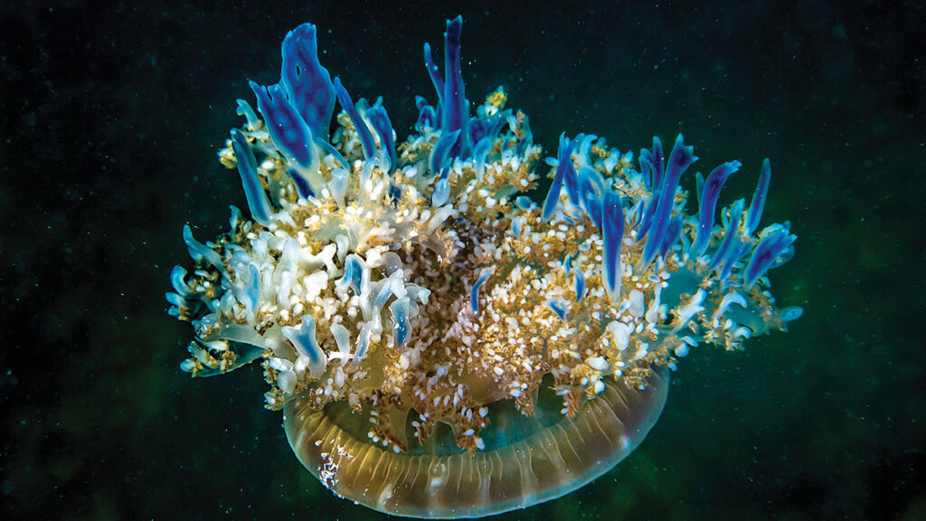 Bio couv