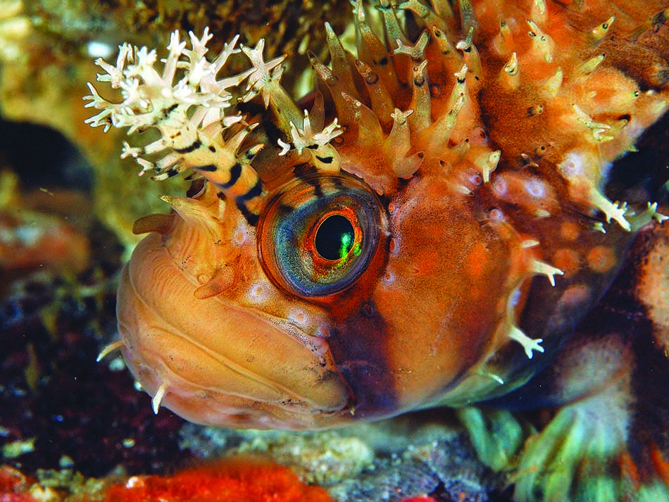 Warbonnet-Blennie