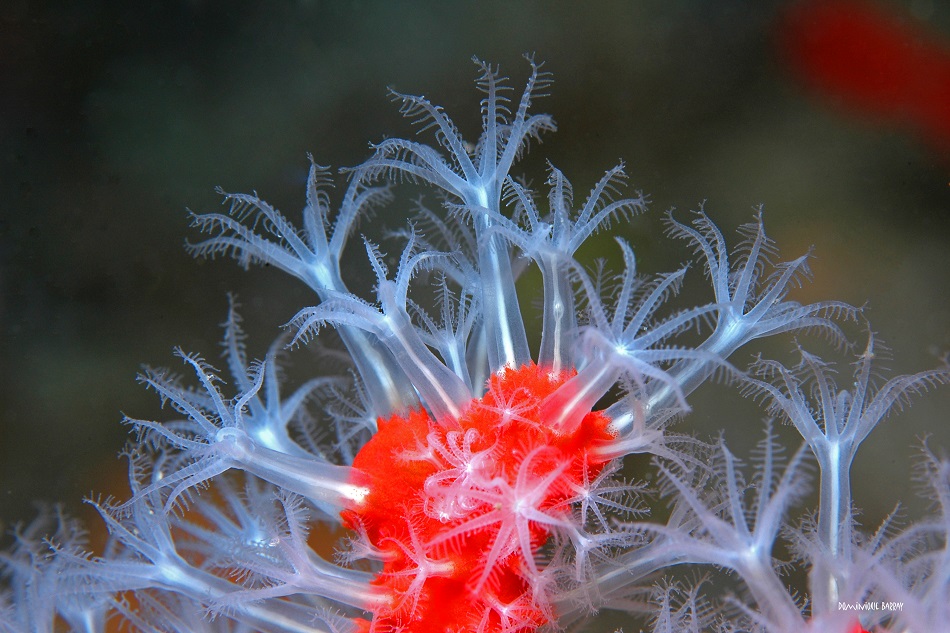 Korsika Scandola Dominique Barray