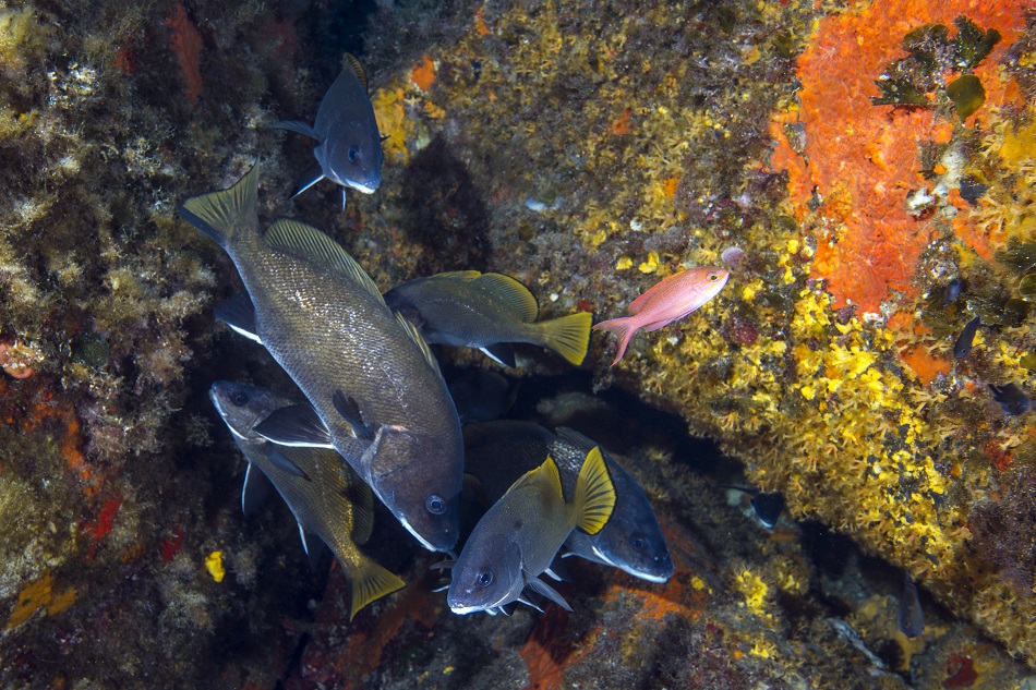 Schwarm von Trommlerfischen, Sciaena umbra