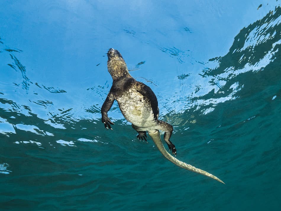 Leguan
