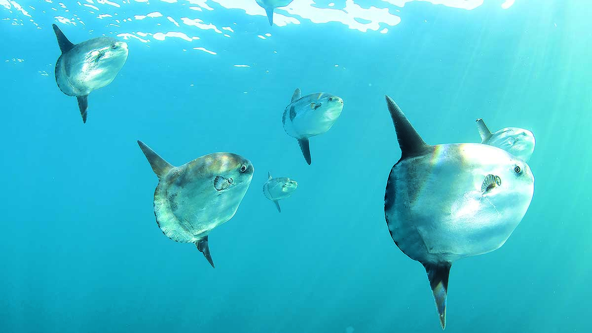 Mola