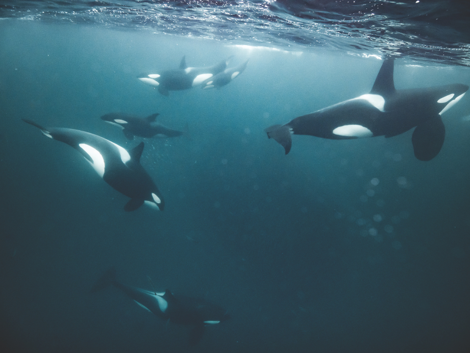 Orcas (3)