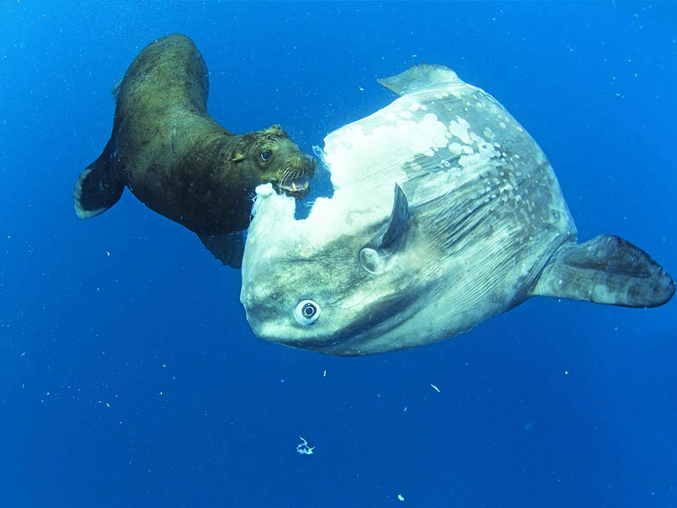 Seelöwe