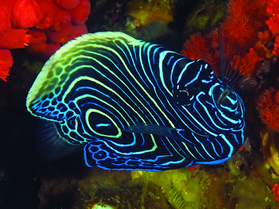 Juveniler Kaiserfisch