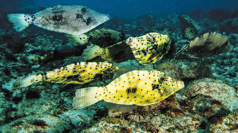 Poisson lime gribouille optim