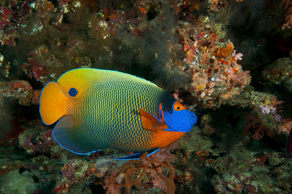 Kaiserfisch d8040