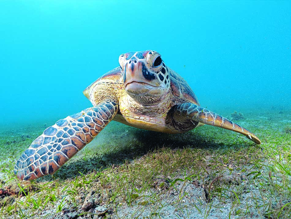 Schildkröte