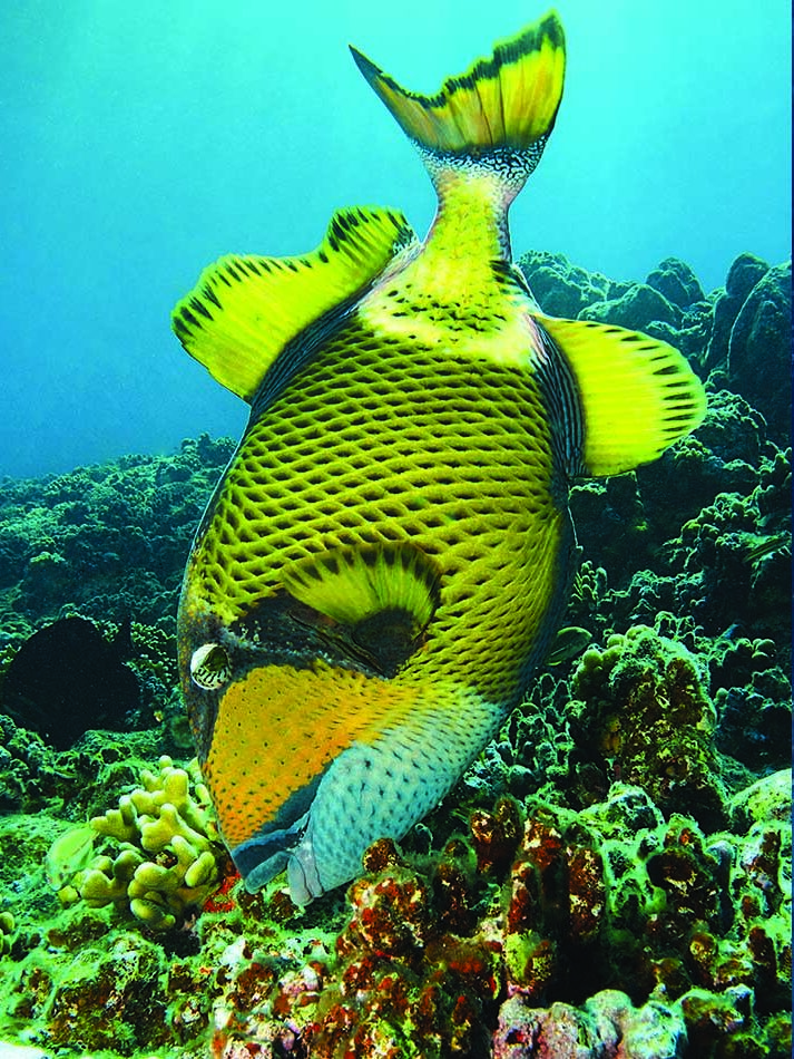 Drückerfisch