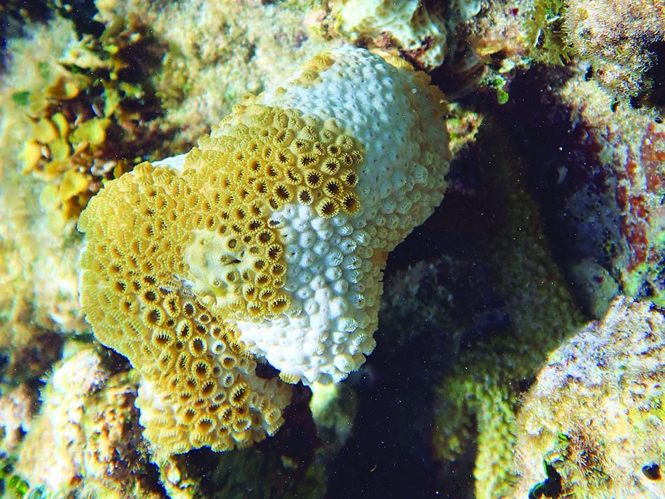 Zoanthid