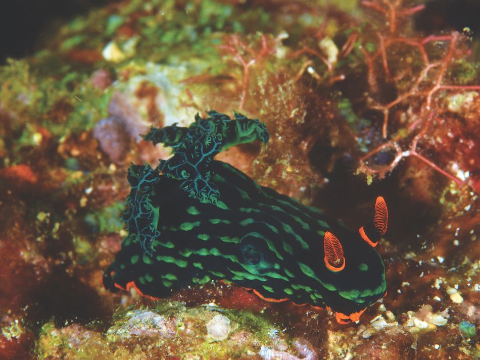 Puerto Galera (2)